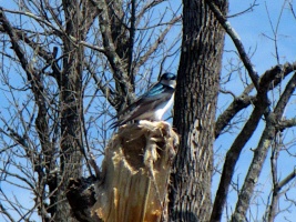 Wappingers Creek 5-3-14